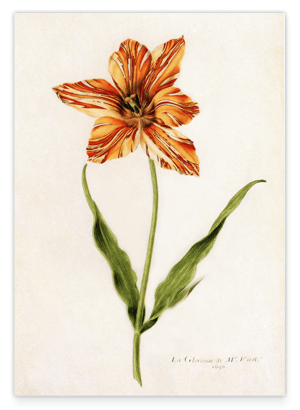 Blume mit orangener Blüte - Lexikon Zeichnung