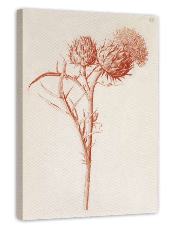 Zeichnung einer Distel