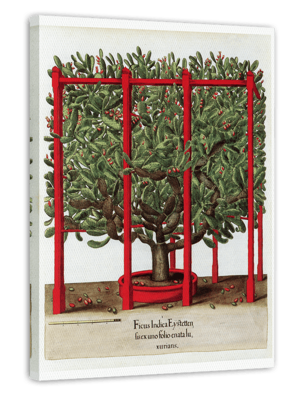 Opuntia ficus-indica - Kakteengewächs