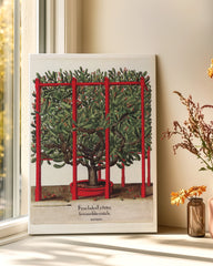 After Hover: Opuntia ficus-indica - Kakteengewächs