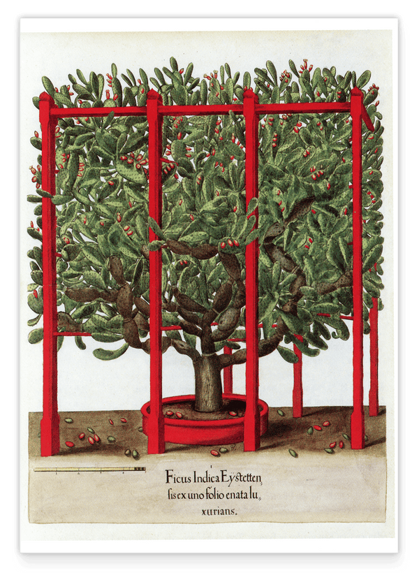 Opuntia ficus-indica - Kakteengewächs