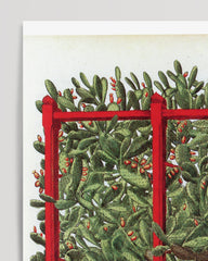 After Hover: Opuntia ficus-indica - Kakteengewächs