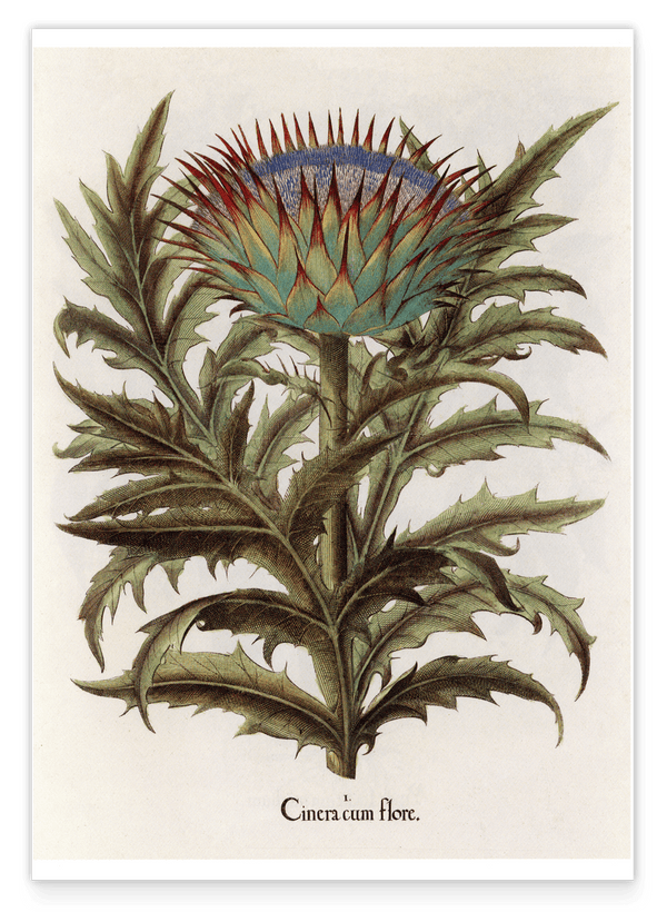 Cinera Cum Flore - Distelblüte