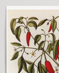 After Hover: Piper Indicum Medium - Paprikagewächs