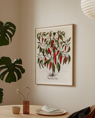 After Hover: Piper Indicum Medium - Paprikagewächs