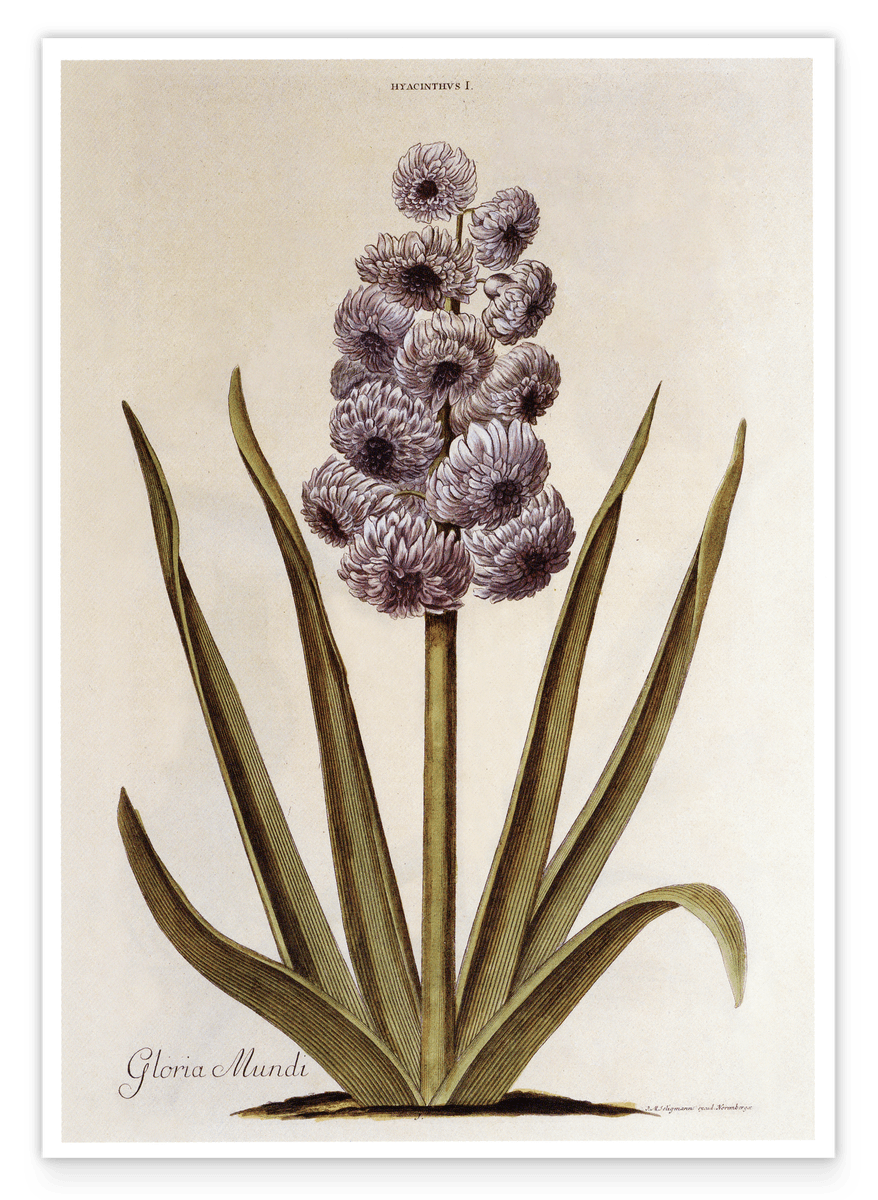 Pflanze mit lilafarbenen Blüten