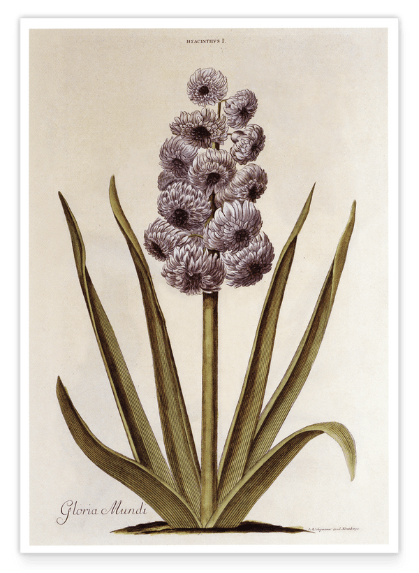 Pflanze mit lilafarbenen Blüten