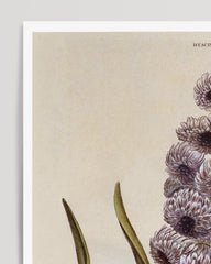 After Hover: Pflanze mit lilafarbenen Blüten