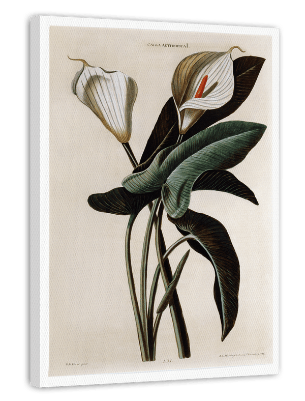 Zantedeschia Aethiopica - Weiße Lilie