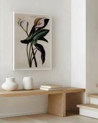 After Hover: Zantedeschia Aethiopica - Weiße Lilie