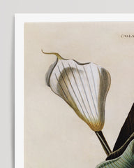 After Hover: Zantedeschia Aethiopica - Weiße Lilie