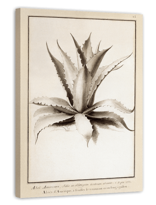 Aloe Americana - Agave