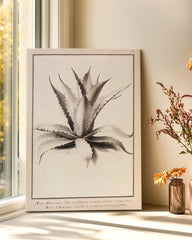 After Hover: Aloe Americana - Agave