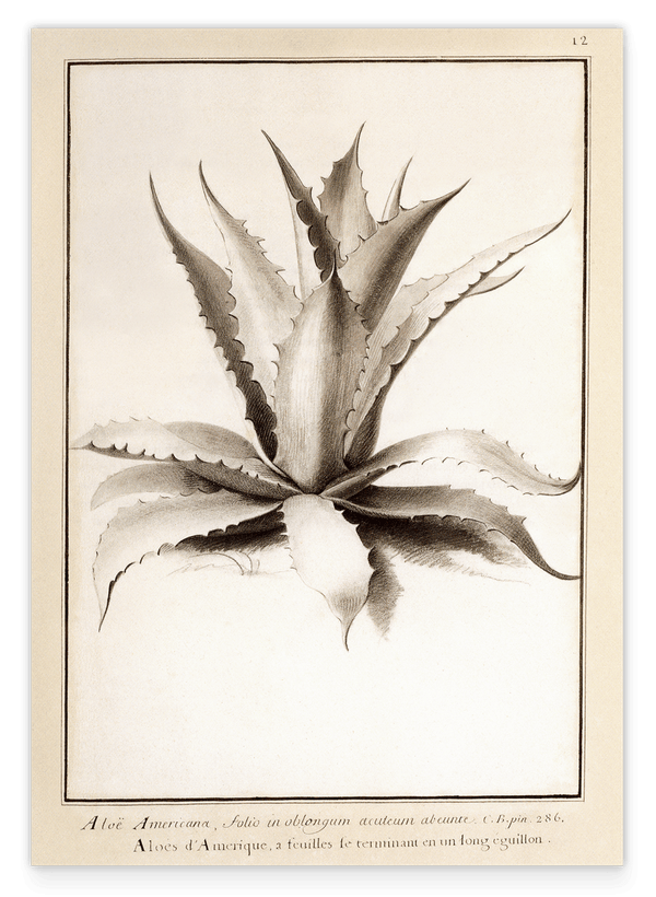 Aloe Americana - Agave