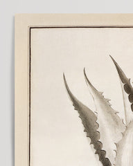 After Hover: Aloe Americana - Agave