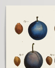 After Hover: Pflaumenarten - Zwetschgen