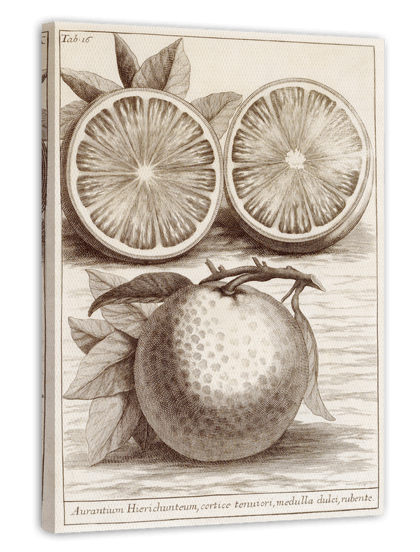 Citrus Aurantium - Zitruspflanze