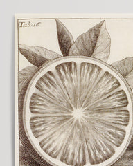 After Hover: Citrus Aurantium - Zitruspflanze