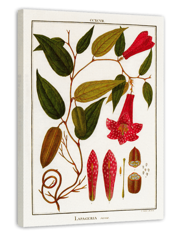 Lapageria Rosea - Chilenische Glockenblume