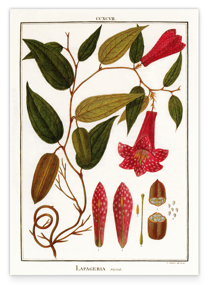 Lapageria Rosea - Chilenische Glockenblume