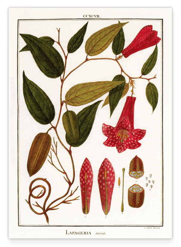 Lapageria Rosea - Chilenische Glockenblume