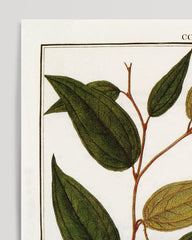 After Hover: Lapageria Rosea - Chilenische Glockenblume