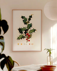 After Hover: Stechpalme Weihnachten