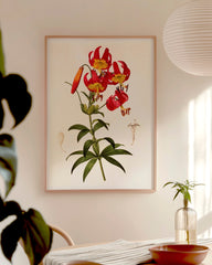 After Hover: Rote Lilie