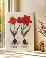 After Hover: Rote Tulpen