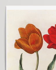 After Hover: Rote Tulpen