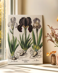 After Hover: Iris-Blumen