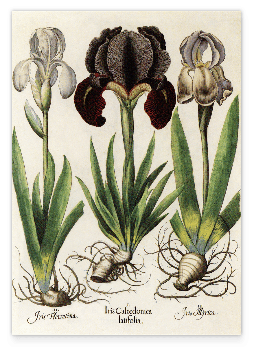 Iris-Blumen