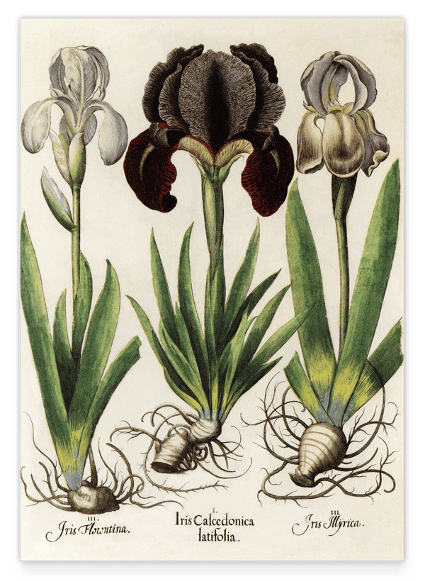 Iris-Blumen