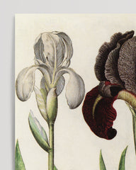 After Hover: Iris-Blumen