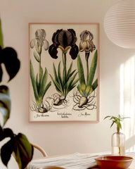 After Hover: Iris-Blumen