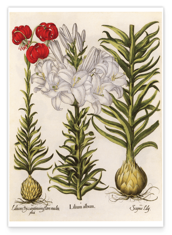 Weiße und rote Lilien