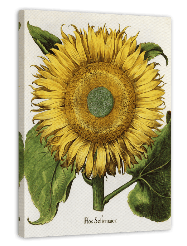 Sonnenblume - Gelbe Blüte