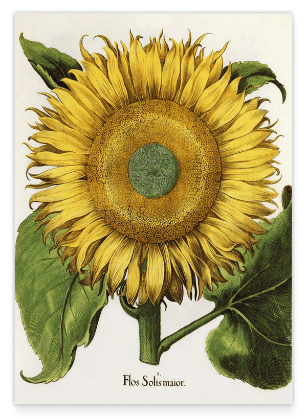 Sonnenblume - Gelbe Blüte