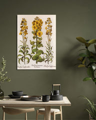 After Hover: Flos Cheyri maximus Eystettensis