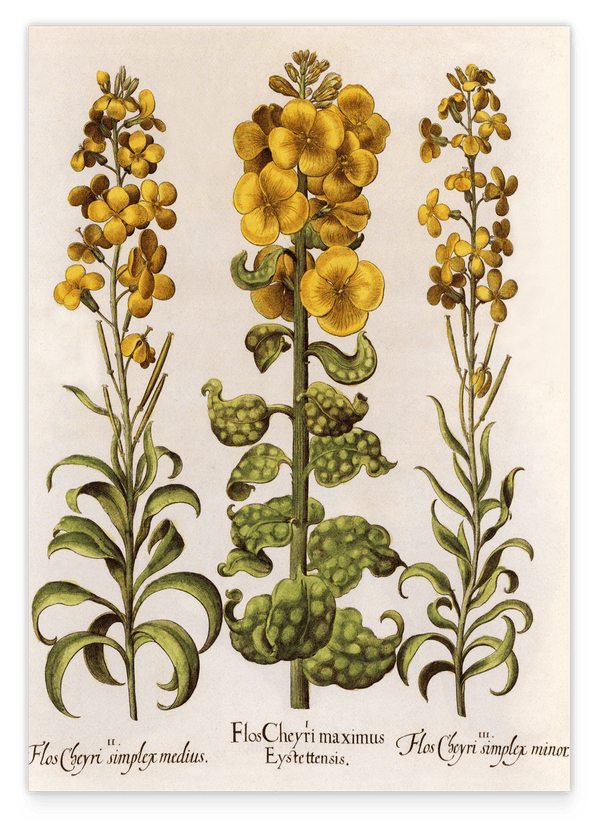 Flos Cheyri maximus Eystettensis