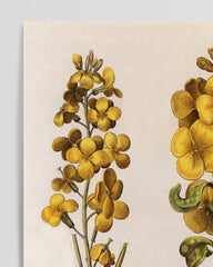 After Hover: Flos Cheyri maximus Eystettensis