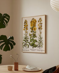 After Hover: Flos Cheyri maximus Eystettensis