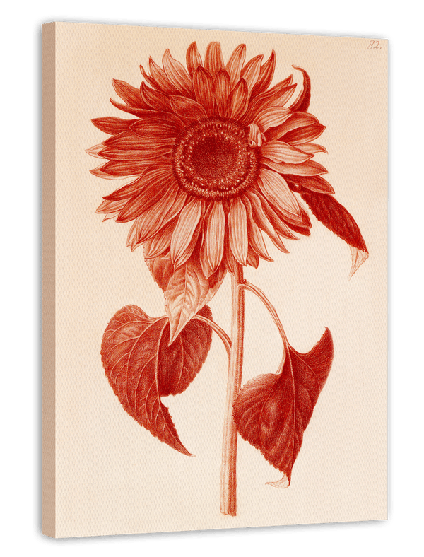 Blumenzeichnung - Sonnenblume