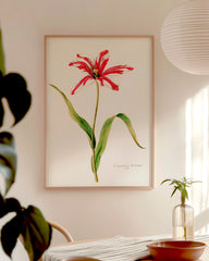 After Hover: Blume Rot-Weiße Lilie