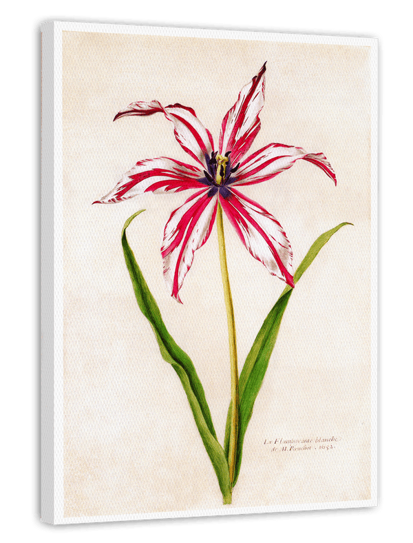 Lilie weiß-rot mit blauen Blütenstempeln