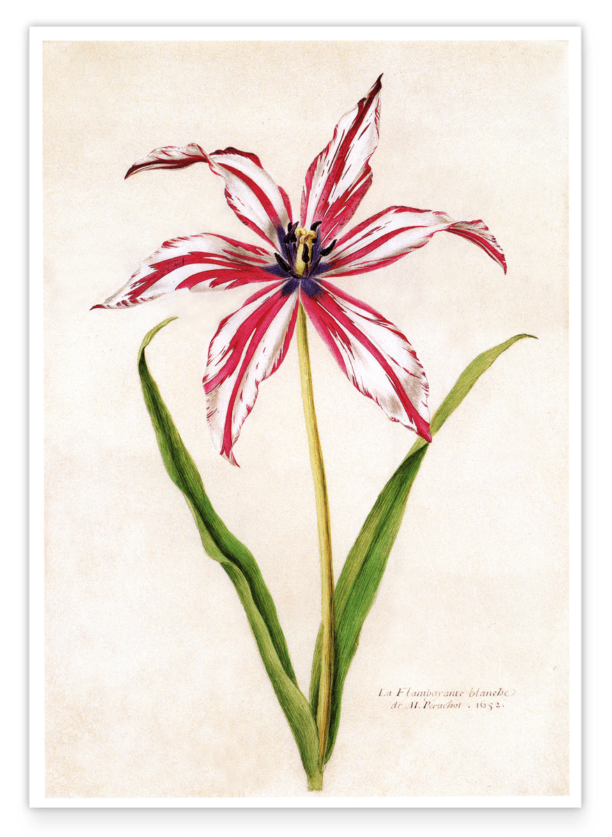 Lilie weiß-rot mit blauen Blütenstempeln