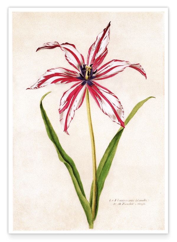 Lilie weiß-rot mit blauen Blütenstempeln