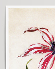 After Hover: Lilie weiß-rot mit blauen Blütenstempeln