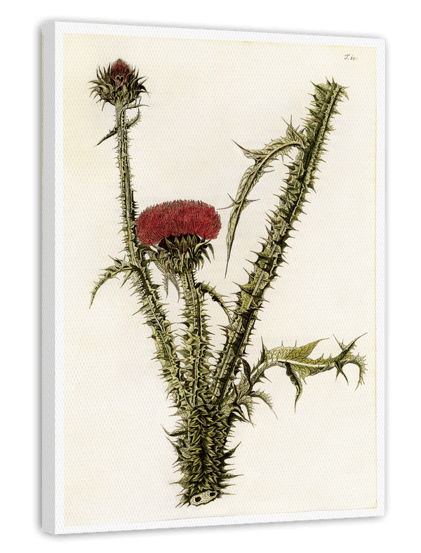 Distel