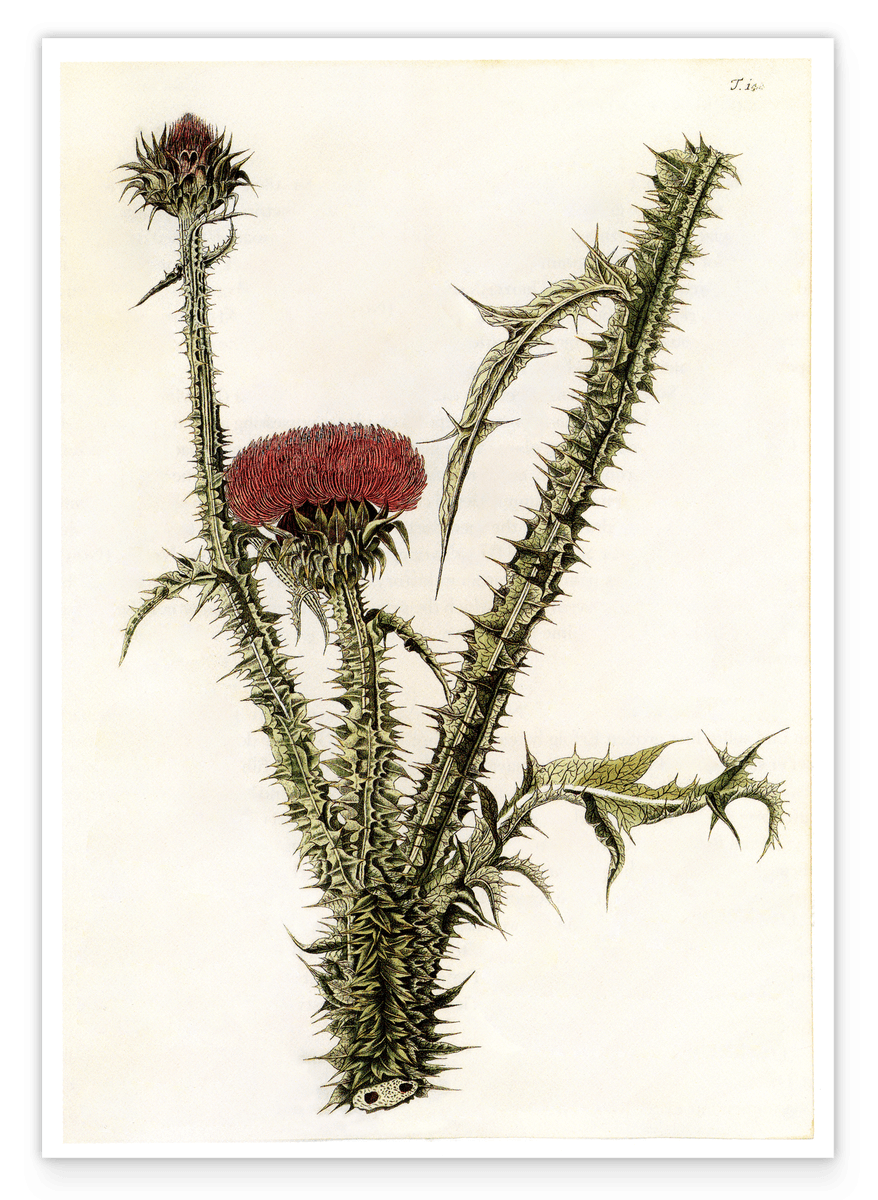 Distel